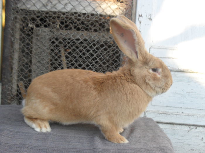 M RO1 CAMPION SUCEAVA 2014