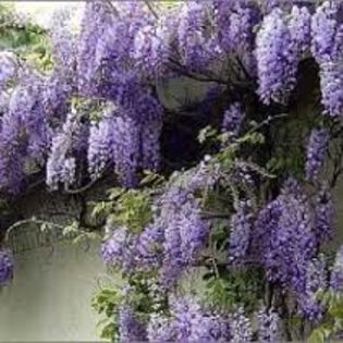 Wisteria floribunda, glicina mov