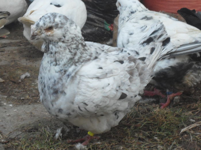 M-2011-vandut - 4-Poze Suplimentare AGH