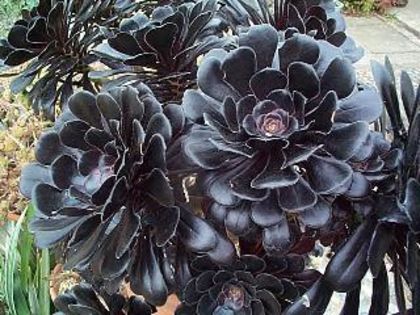 Aeonium arboreum zwartkop - COLECTIE SUCULENTE