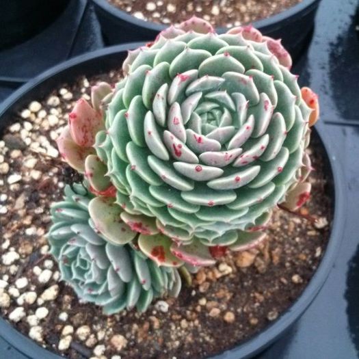 echeverias