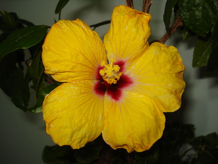 DSC04537 - Hibiscus Boreas Yellow