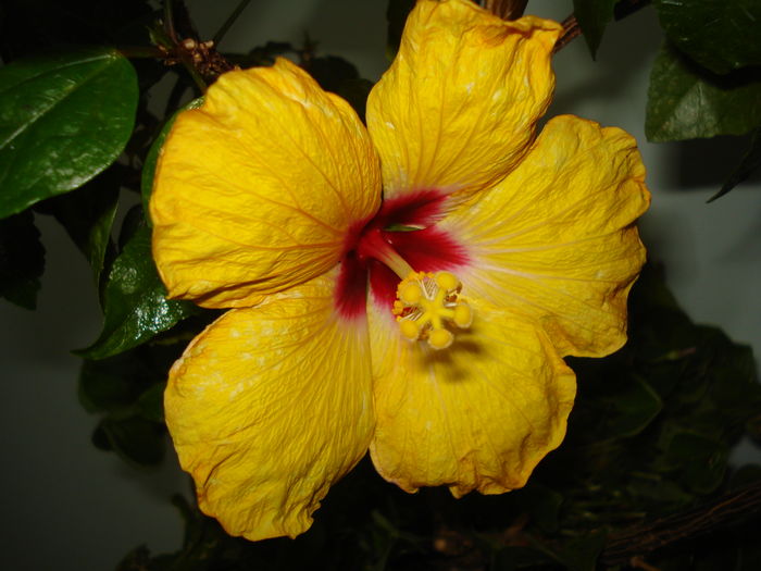 DSC04538 - Hibiscus Boreas Yellow