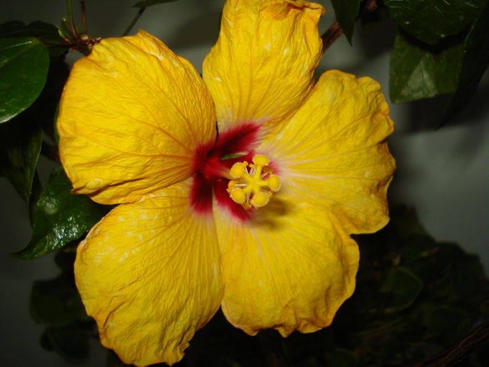 DSC04539 - Hibiscus Boreas Yellow