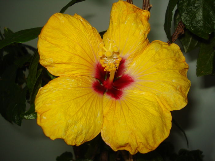 DSC04540 - Hibiscus Boreas Yellow