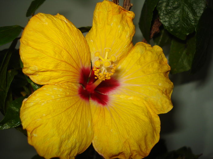 DSC04541 - Hibiscus Boreas Yellow