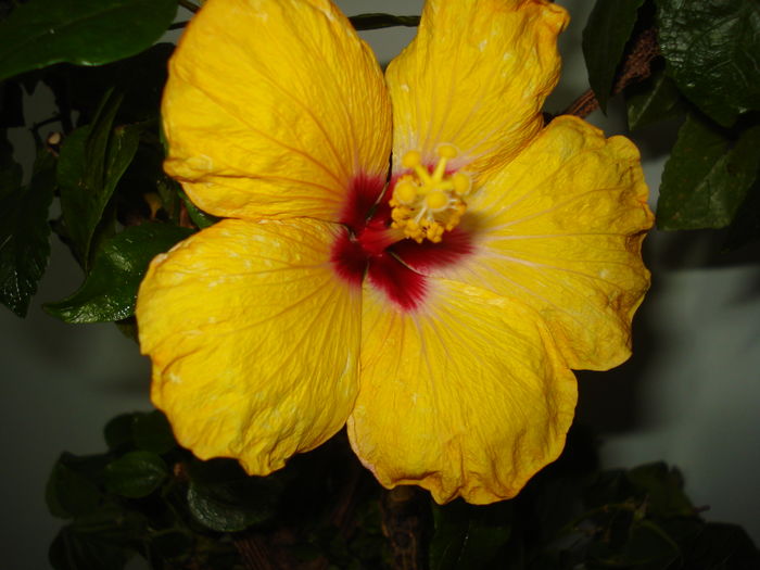 DSC04542 - Hibiscus Boreas Yellow