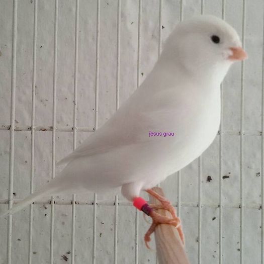 ALB RECESIV - FRUMUSETI  MONDIALE