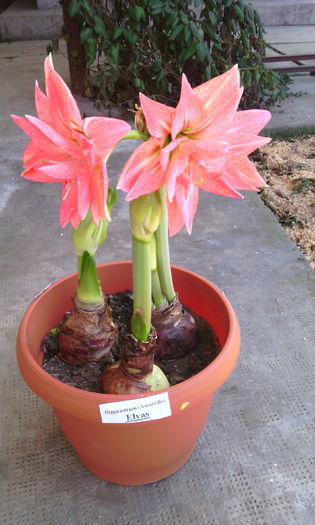 IMG_20160207_110627[1]