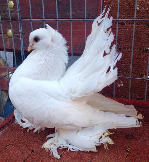 Femela - PORUMBEI VANDUTI 2018