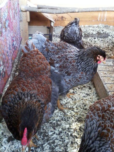 IMG_20160207_085848 - WYANDOTTE ROSU-ALBASTRU 2015-2016