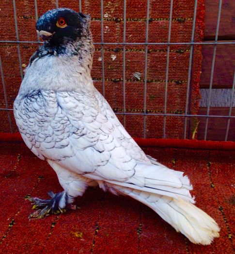 image - PORUMBEI VANDUTI 2018