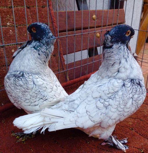 image - PORUMBEI VANDUTI 2018