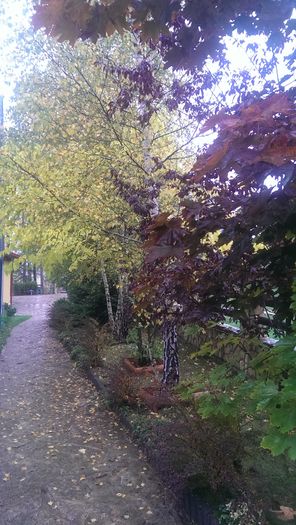 IMAG3774 - De prin curte anul trecut