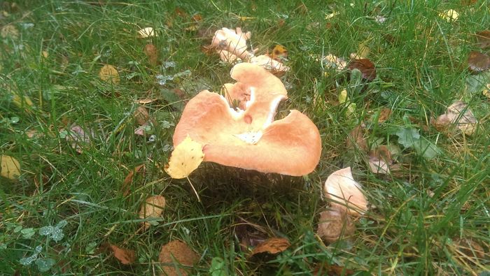 IMAG3776 - De prin curte anul trecut