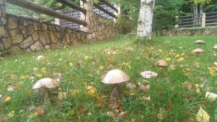 IMAG3777 - De prin curte anul trecut