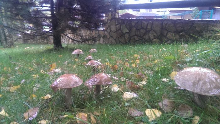 IMAG3778 - De prin curte anul trecut