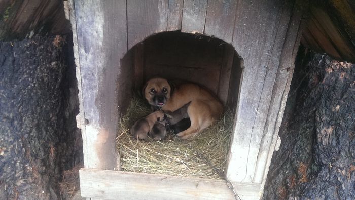 IMAG3779 - De prin curte anul trecut