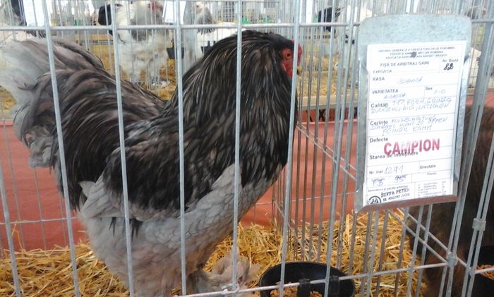 20160206_134237 - g Expo - Brasov 5-7 februarie 2016