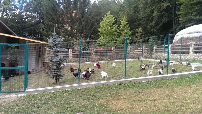 IMAG3581 - De prin curte anul trecut