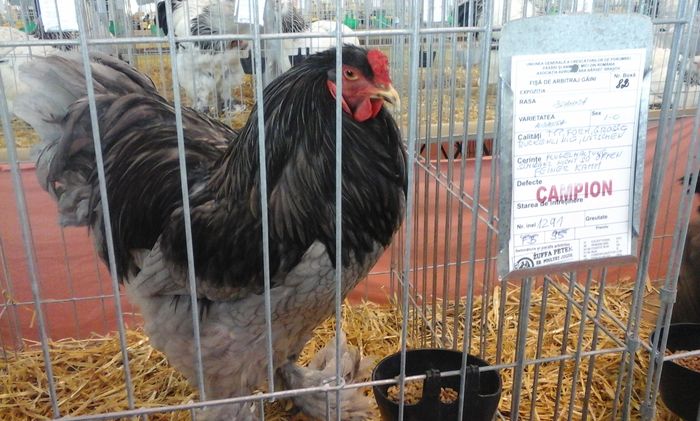 20160206_134244 - g Expo - Brasov 5-7 februarie 2016