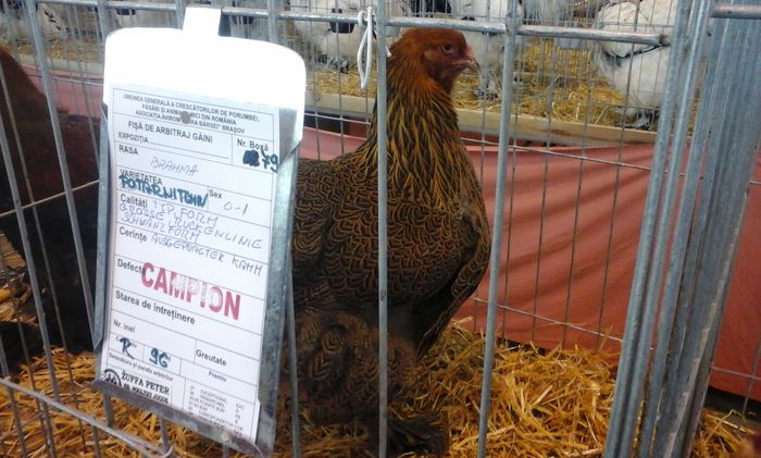 20160206_134314 - g Expo - Brasov 5-7 februarie 2016