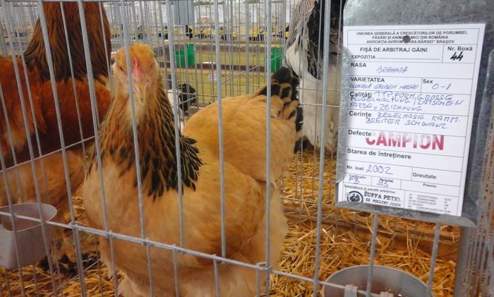 20160206_134501 - g Expo - Brasov 5-7 februarie 2016