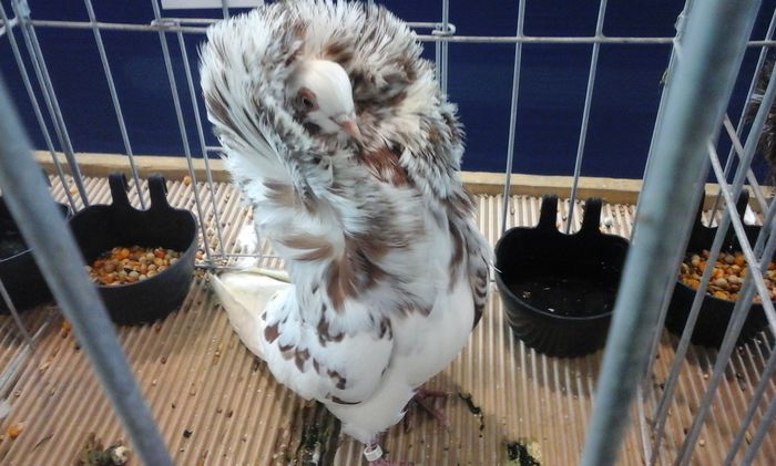 20160206_135732 - g Expo - Brasov 5-7 februarie 2016