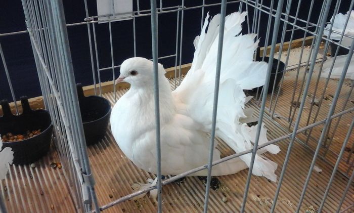 20160206_135749 - g Expo - Brasov 5-7 februarie 2016