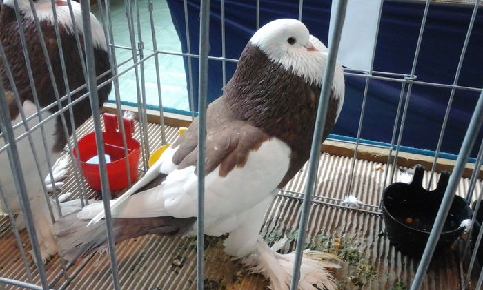 20160206_135816 - g Expo - Brasov 5-7 februarie 2016