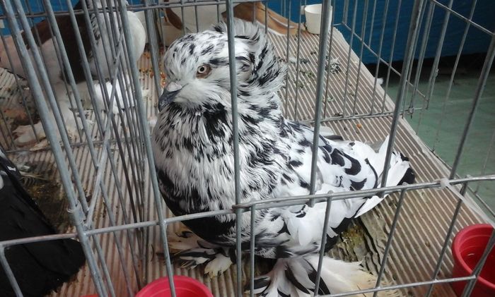 20160206_135916 - g Expo - Brasov 5-7 februarie 2016