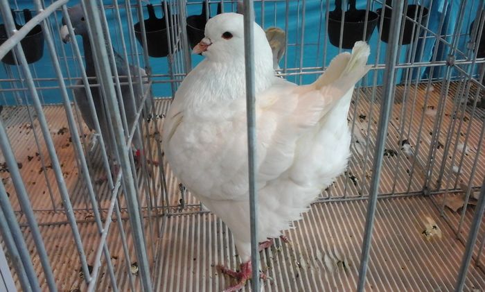 20160206_135939 - g Expo - Brasov 5-7 februarie 2016