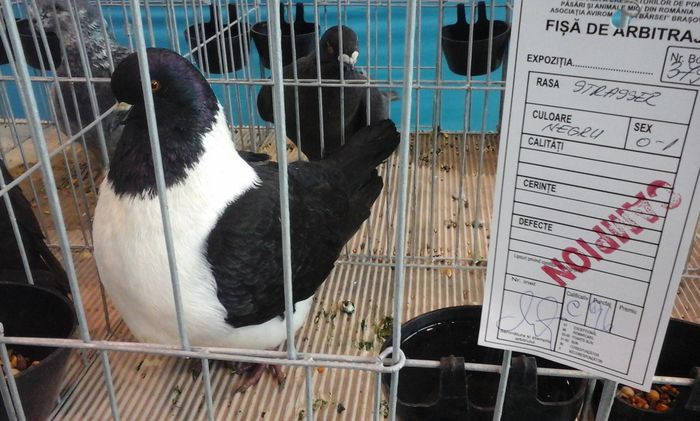 20160206_135949 - g Expo - Brasov 5-7 februarie 2016