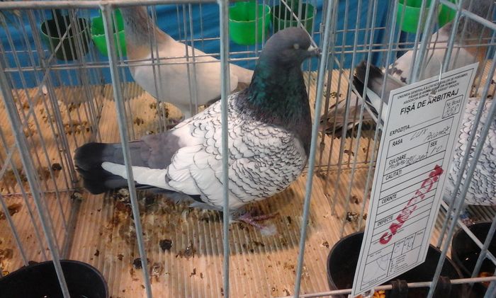 20160206_140041 - g Expo - Brasov 5-7 februarie 2016