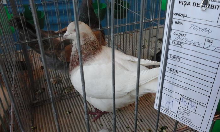 20160206_140102 - g Expo - Brasov 5-7 februarie 2016