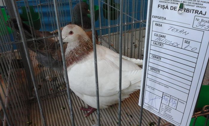 20160206_140104 - g Expo - Brasov 5-7 februarie 2016