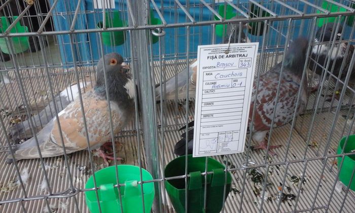 20160206_140125 - g Expo - Brasov 5-7 februarie 2016