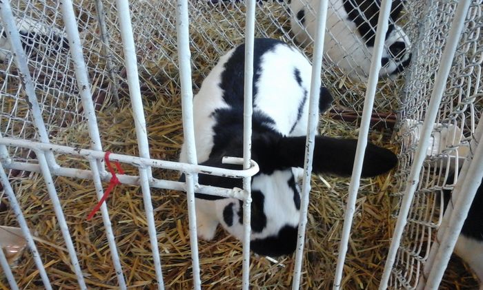 20160206_140255 - g Expo - Brasov 5-7 februarie 2016