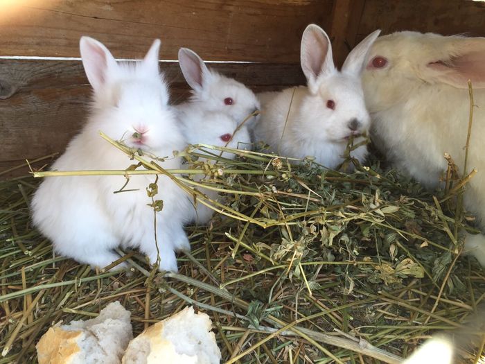 iepurasi fatati pe 4 ianuarie-30 lei bucata