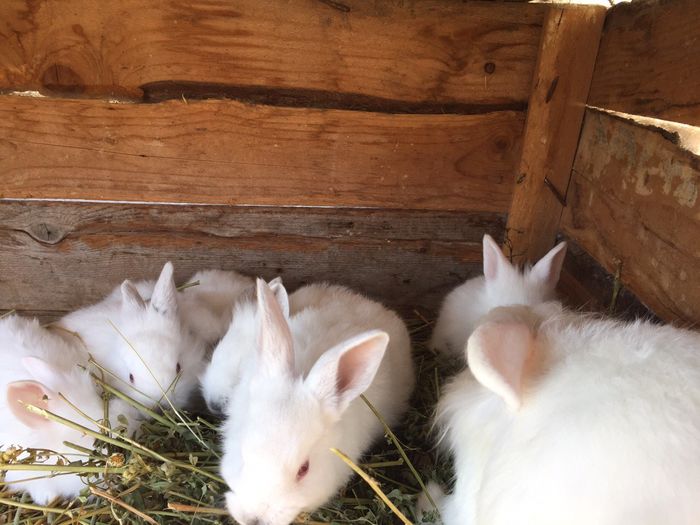 image-0a31206b262926f121a8214182c419e8f0da39871f340b9883d144f0841c9a7f-V