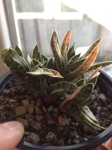 Gasteria