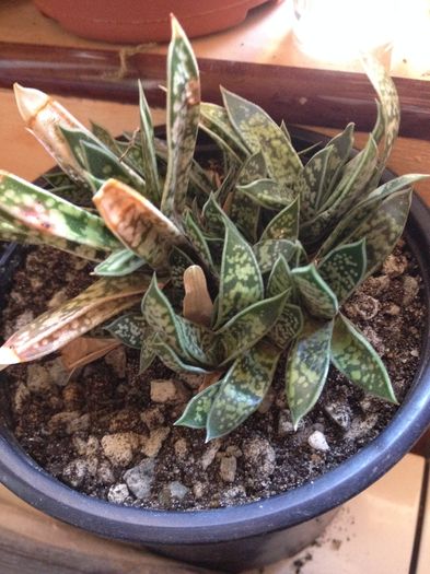 Gasteria