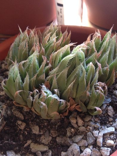 Haworthia cummingi