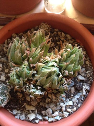 Haworthia cummingi - haworthia