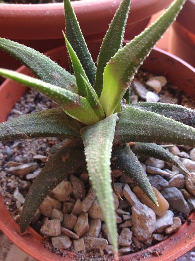 Haworthia glabra