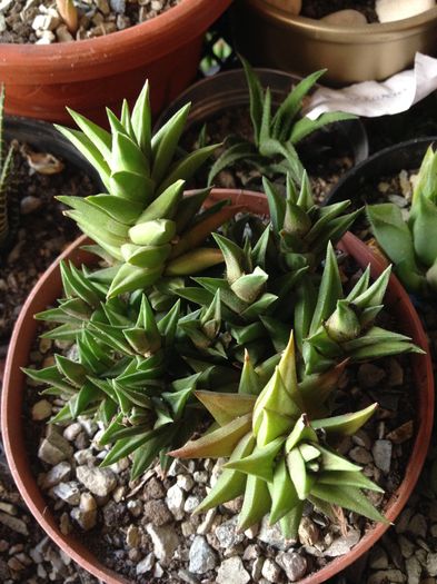 Haworthia viscosa - haworthia