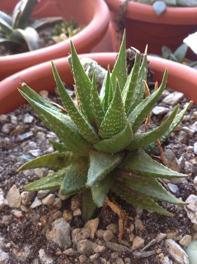 Haworthia schultdiana - haworthia