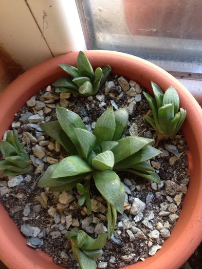 image - haworthia