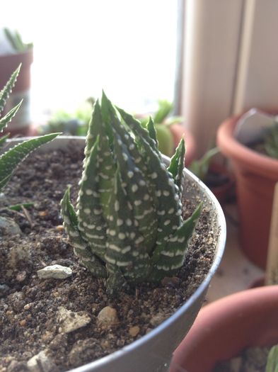 Haworthia reinwardti