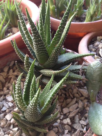 Haworthia attenuata var attenuata